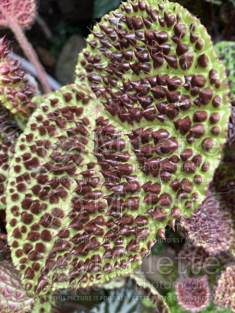 Begonia melanobullata (Begonia) 1 