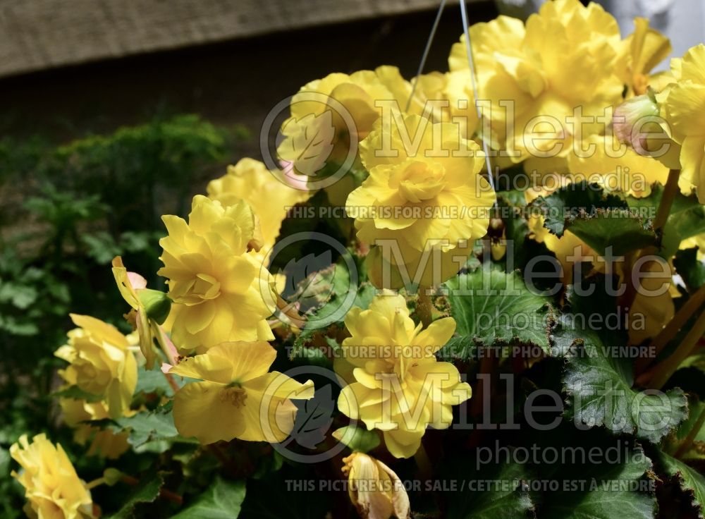 Begonia Prism Yellow (Begonia) 1 