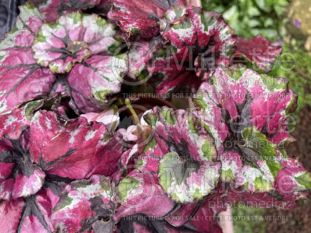 Begonia Ballroom Dance King (Begonia) 1 