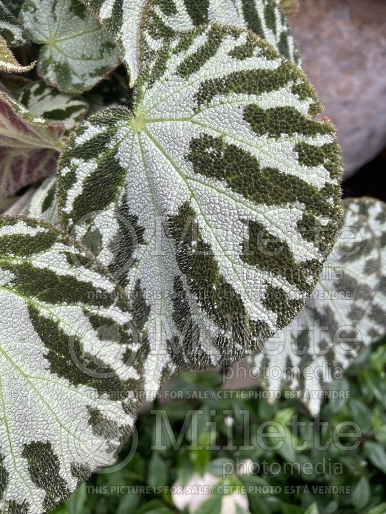 Begonia Silver Jewel (Begonia) 1 