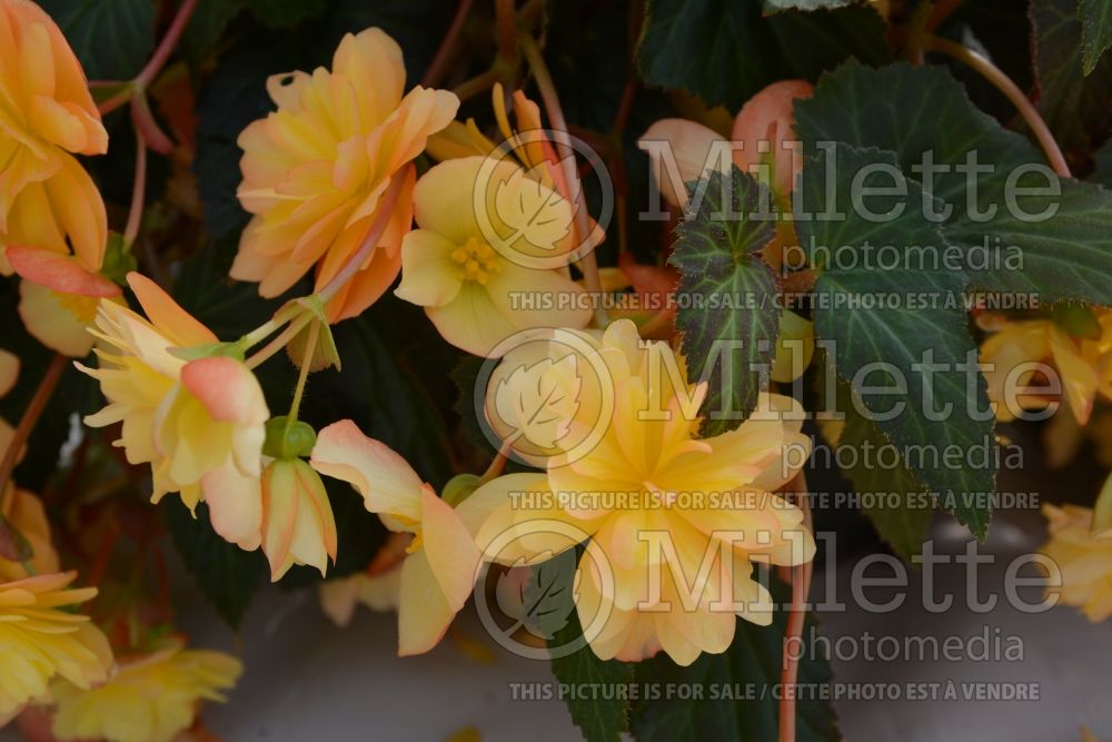 Begonia Apadana Champagner Pastell (Begonia) 1 