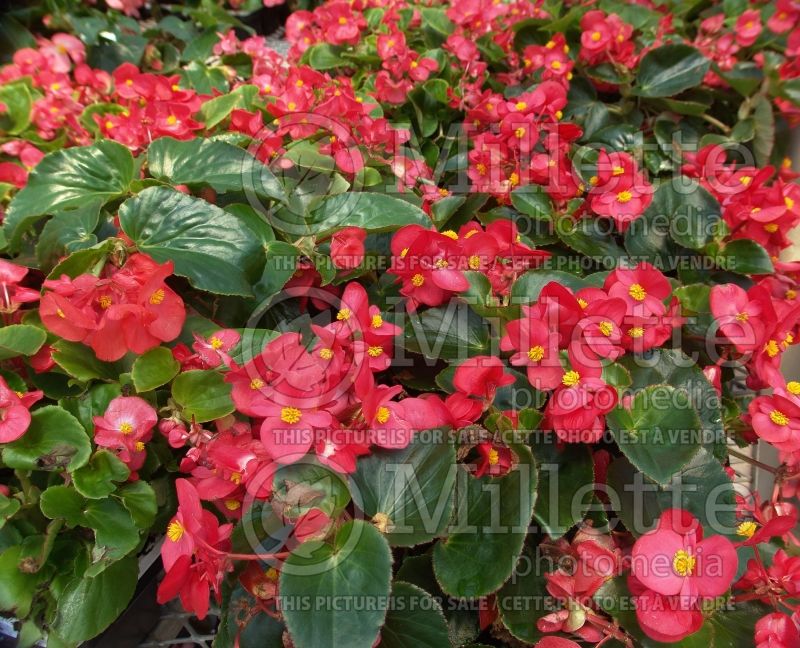 Begonia BIG Red with Green Leaf (Begonia) 2 