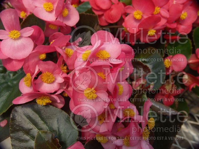 Begonia BIG Rose with Bronze Leaf (Begonia) 1 