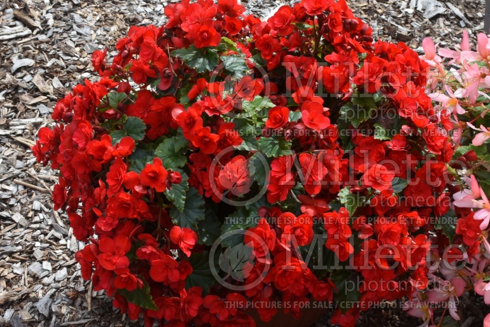 Begonia BK Collection Vermillion Red (begonia) 1 
