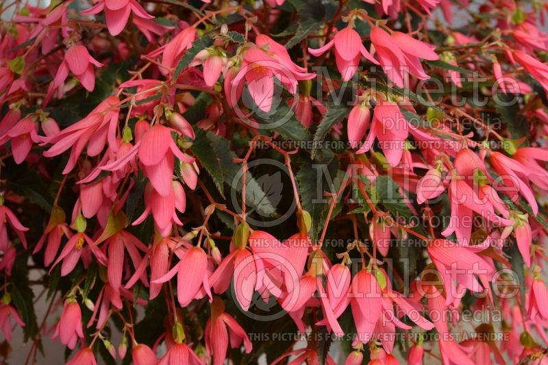 Begonia Mistral Pink (Begonia) 1 