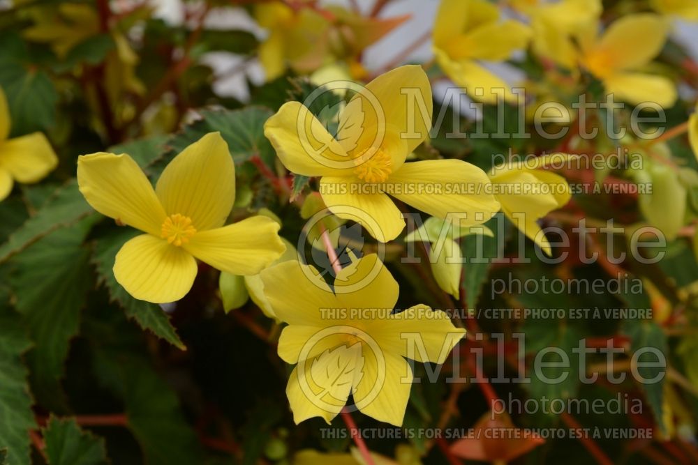 Begonia Mistral Yellow (Begonia) 1 