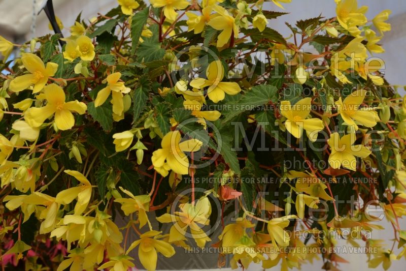 Begonia Mistral Yellow (Begonia) 2 