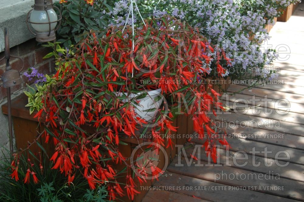 Begonia Bonfire in a landscape (begonia) 1 