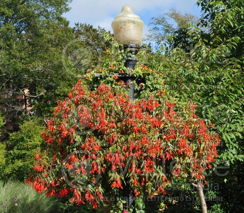 Begonia Bonfire (begonia) 2 