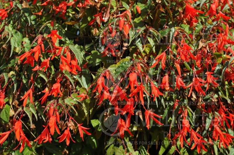 Begonia Bonfire (begonia) 3 