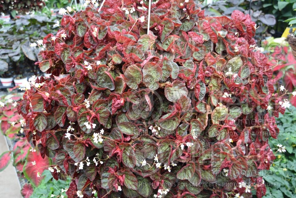 Begonia Bonita Shea (Begonia) 1 