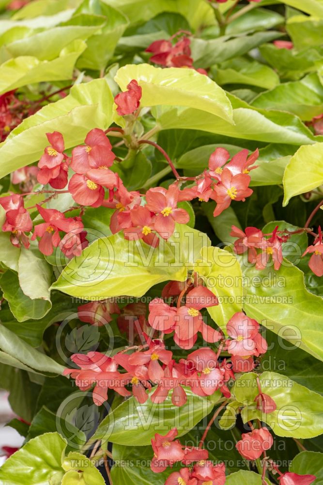 Begonia Canary Wings (Begonia) 1 