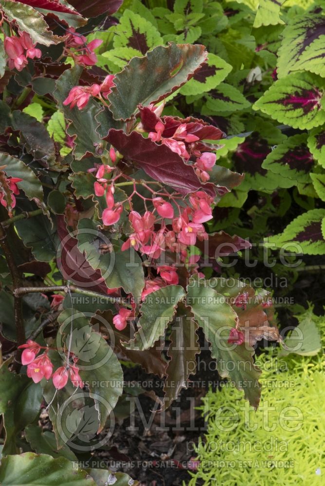 Begonia Elaine (Begonia) 1