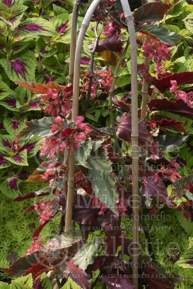 Begonia Elaine (Begonia) 3