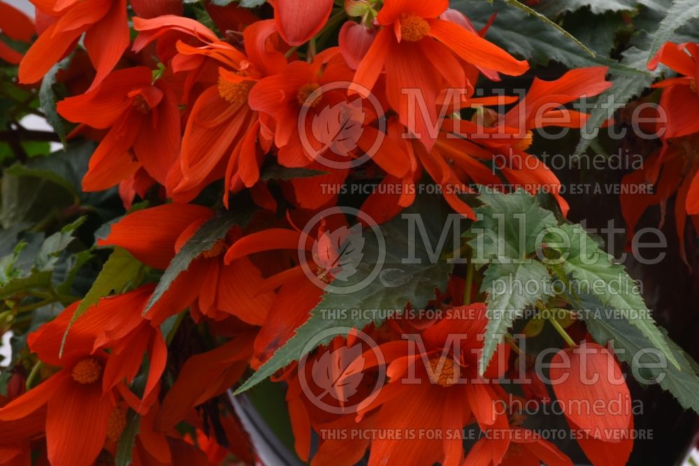 Begonia Funky Orange (begonia) 1 