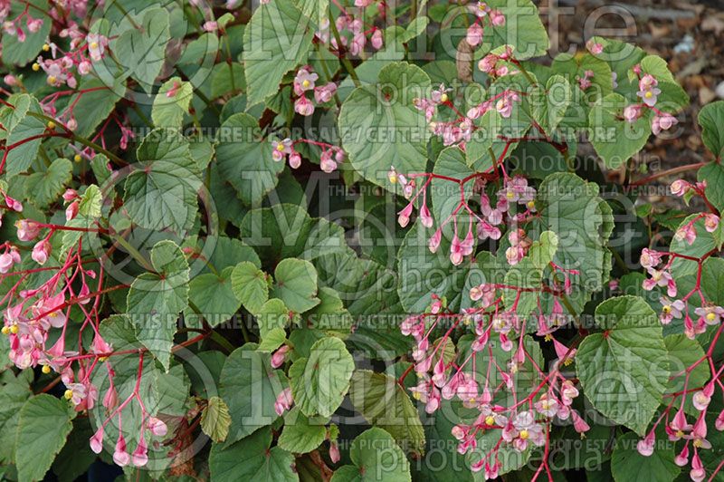 Begonia grandis (Hardy begonia)  2