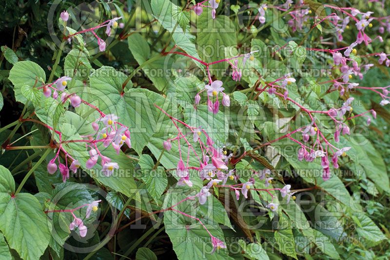 Begonia grandis (Hardy begonia)  1