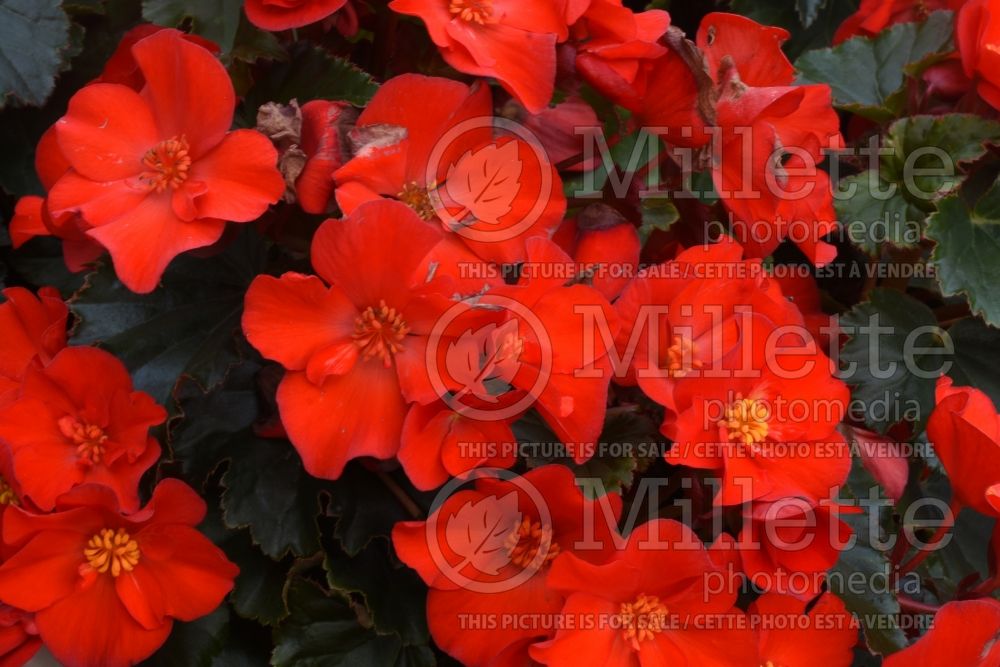 Begonia Dreams Garden MacaRouge (Begonia) 3 