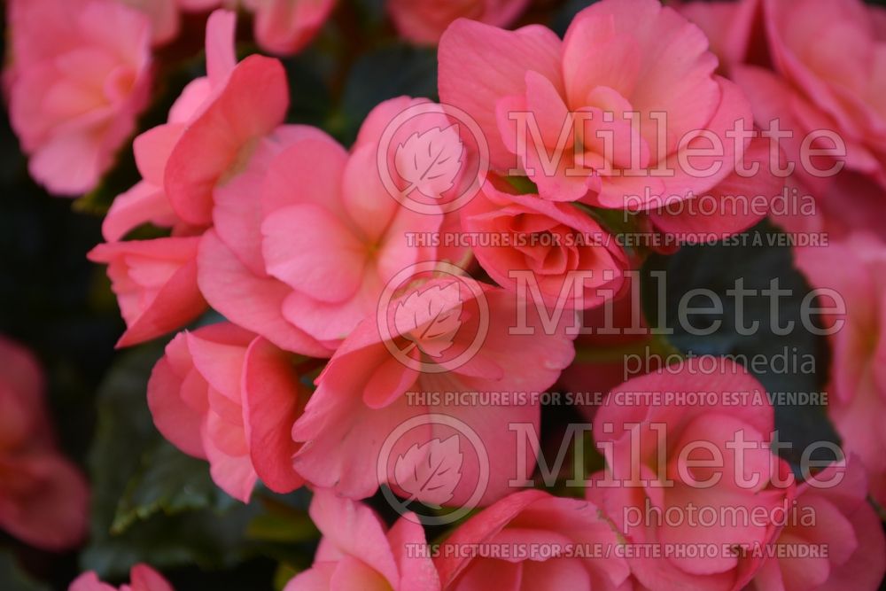 Begonia Red Fox Dragone Evening Glow (Begonia) 1 