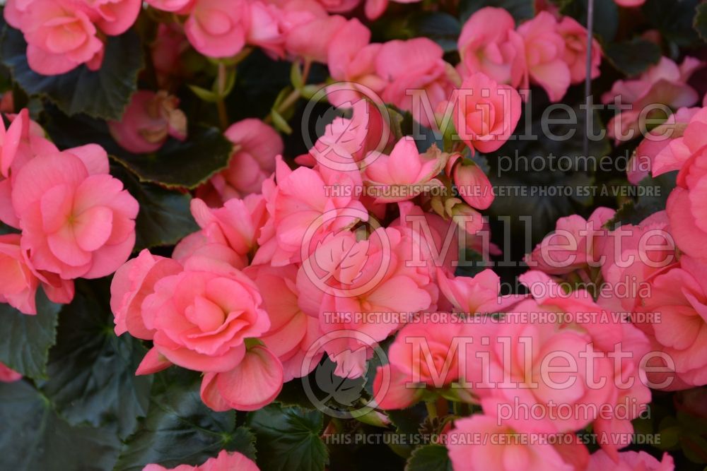 Begonia Red Fox Dragone Evening Glow (Begonia) 2 