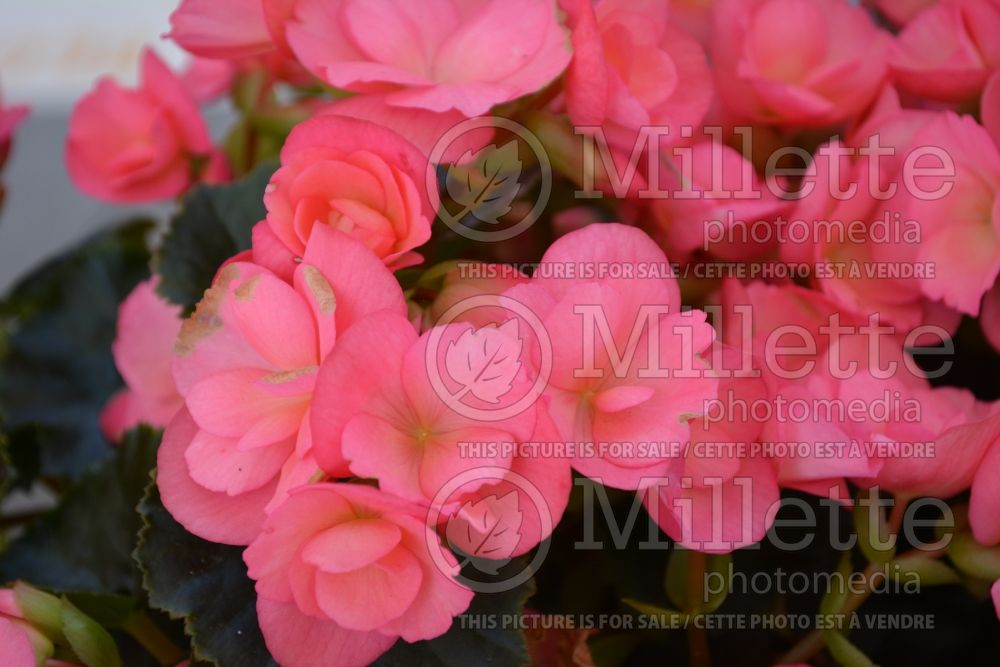 Begonia Red Fox Dragone Evening Glow (Begonia) 3 