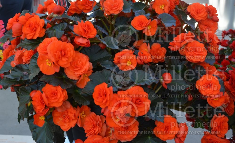 Begonia Red Fox Rhine Oh So Orange (Begonia) 1 