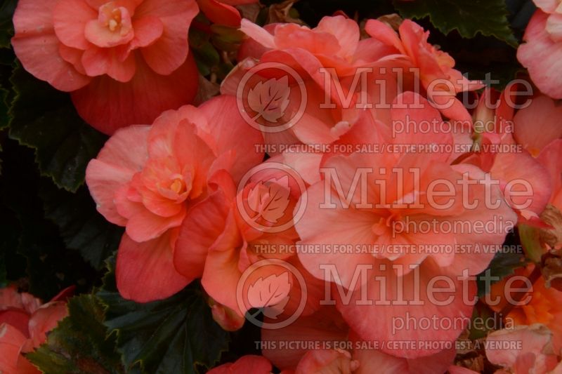 Begonia Solenia Apricot (Begonia) 1 