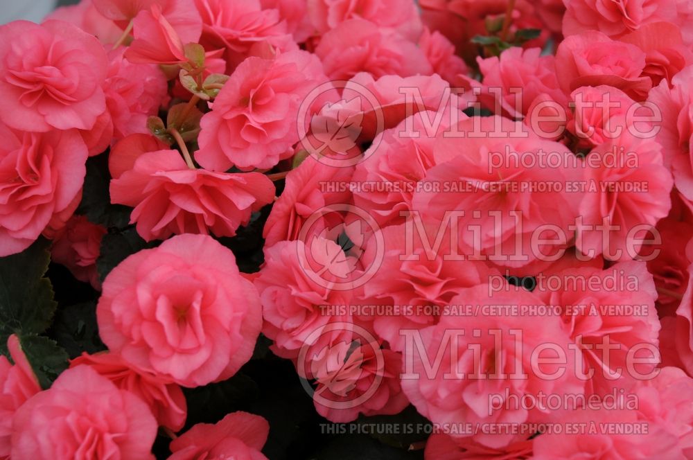 Begonia Solenia Light Pink (Begonia) 1