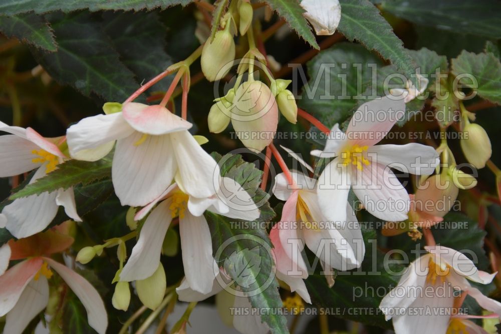 Begonia Marshmallow (Begonia) 1 