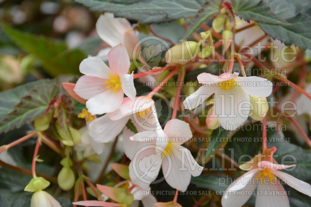 Begonia Marshmallow (Begonia) 2 