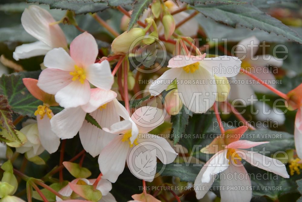 Begonia Marshmallow (Begonia) 3 