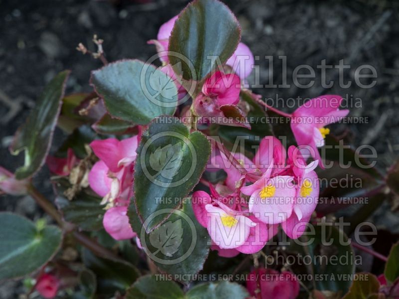 Begonia Megawatt Pink Bronze Leaf (Begonia) 2 