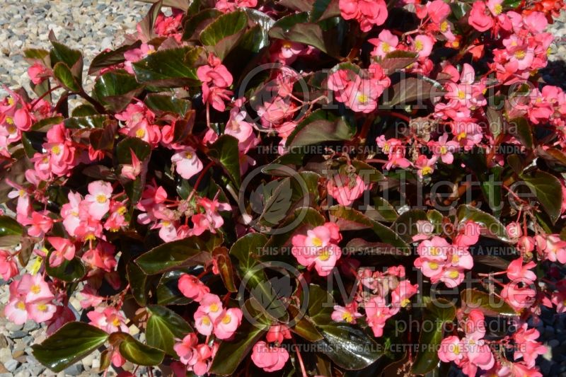 Begonia Megawatt Pink Bronze Leaf (Begonia) 1 