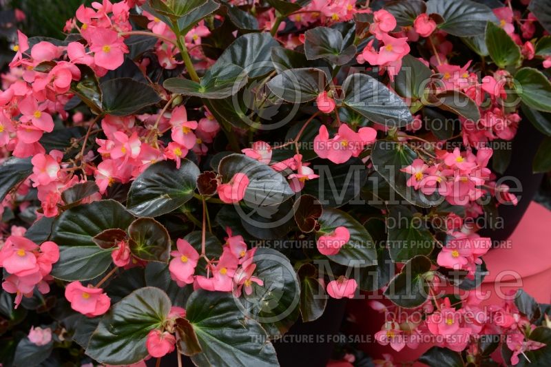 Begonia Megawatt Rose Bronze Leaf (Begonia) 1 