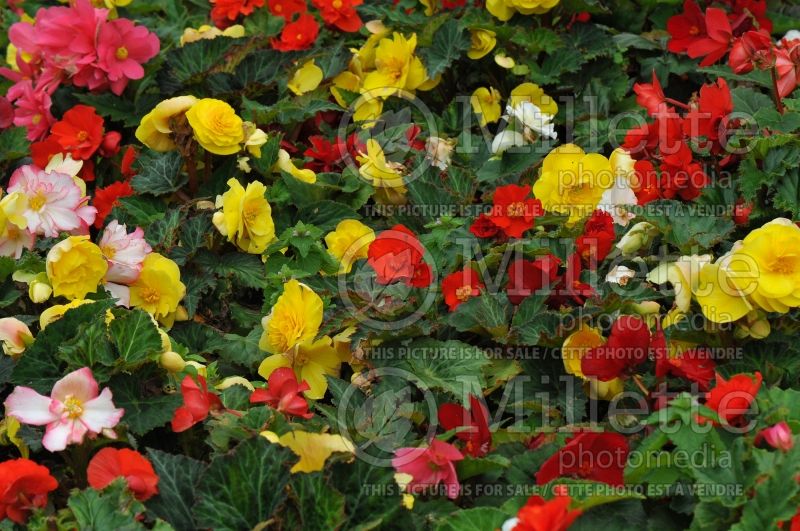 Begonia Non-stop Mix (Begonia) 1 