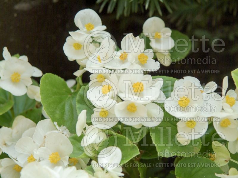 Begonia Prelude White (Begonia) 2 