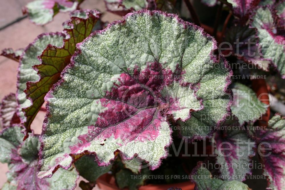 Begonia Rex Constellation Capricorn (Begonia) 2 