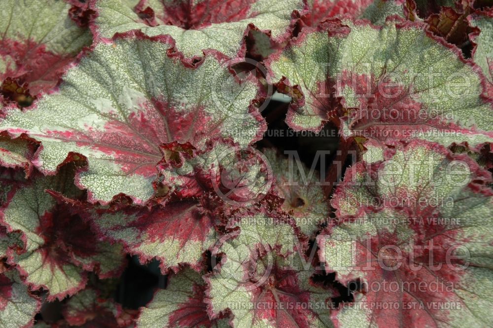 Begonia Rex Constellation Capricorn (Begonia) 1 