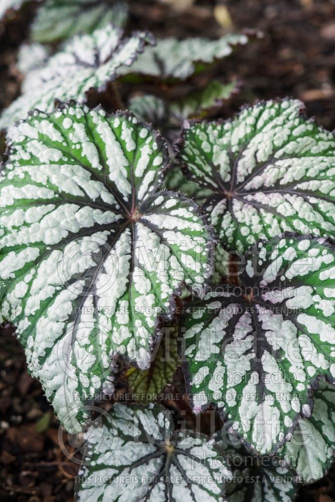 Begonia Jurassic Green Streak (Begonia) 1 