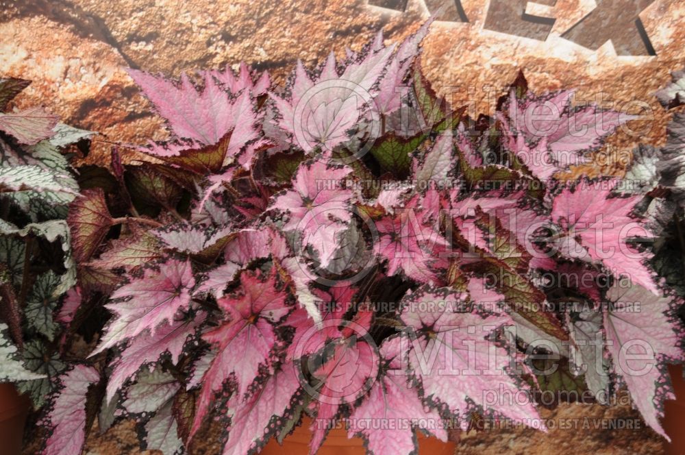 Begonia Rex Jurassic Silver Pink Shades (Begonia) 1 