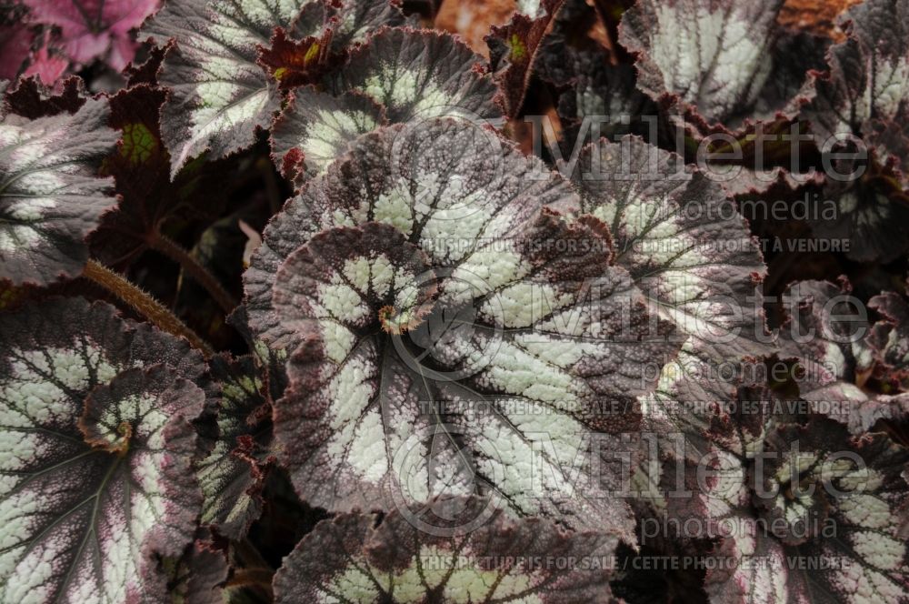 Begonia Rex Jurassic Silver Swirl (Begonia) 1 