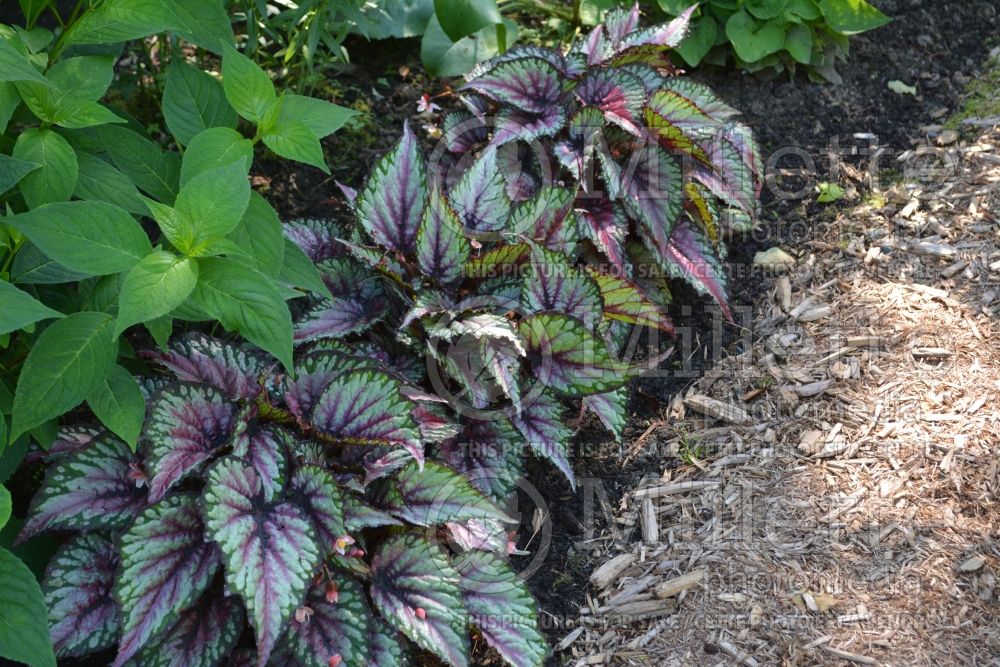 Begonia Salsa (Begonia) 1 