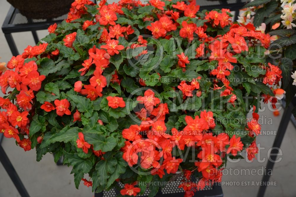 Begonia Rise Up Lava Flow (Begonia) 2 