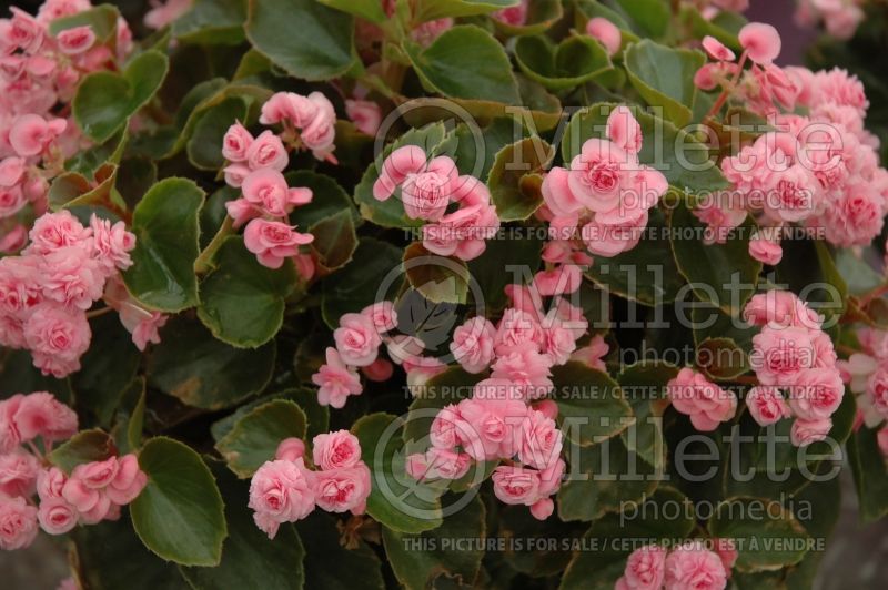 Begonia Doublet Pink (Begonia) 1 