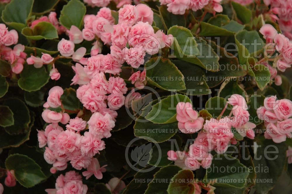 Begonia Doublet Pink (Begonia) 2 