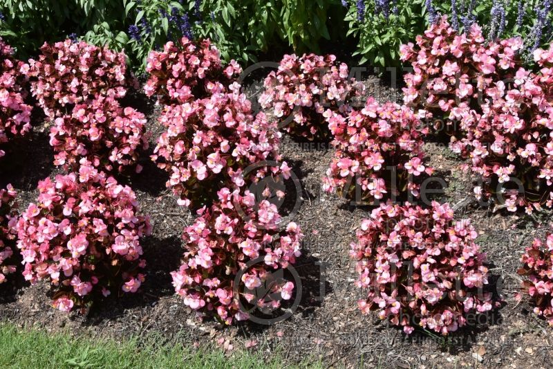 Begonia Senator Pink (Begonia) 2 