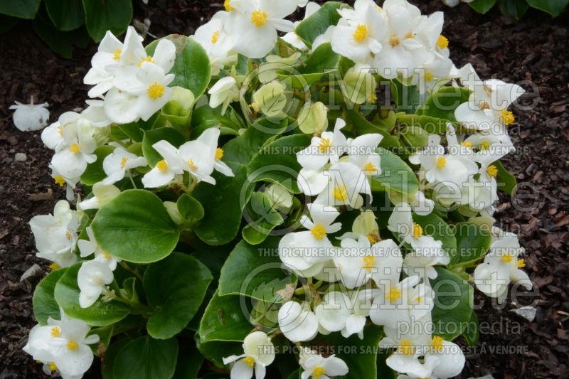 Begonia Sprint Plus White (Begonia) 1 