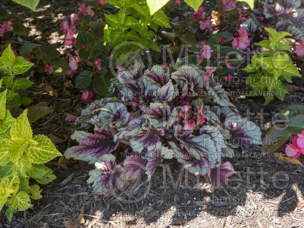 Begonia Shadow King Cherry Mint (Begonia) 2 