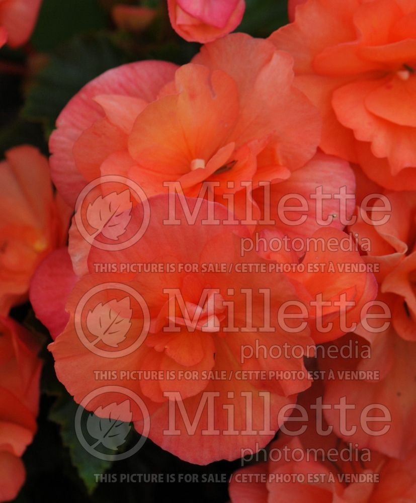 Begonia Solenia Coral Pink (Begonia) 1 