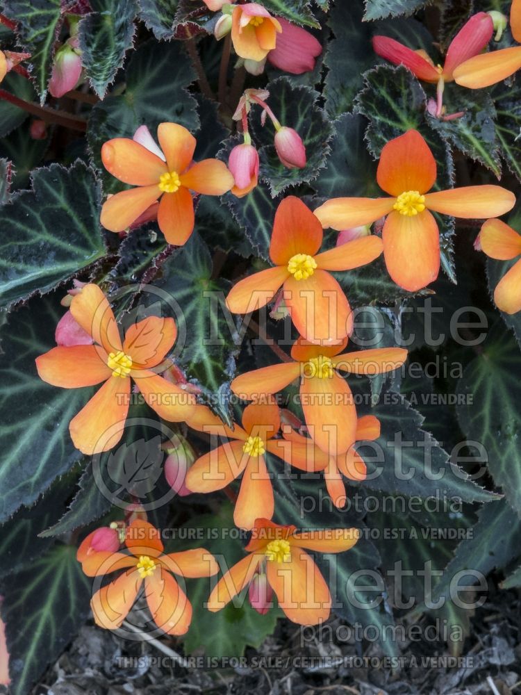 Begonia Sparks Will Fly aka Brothglow (Begonia) 3 